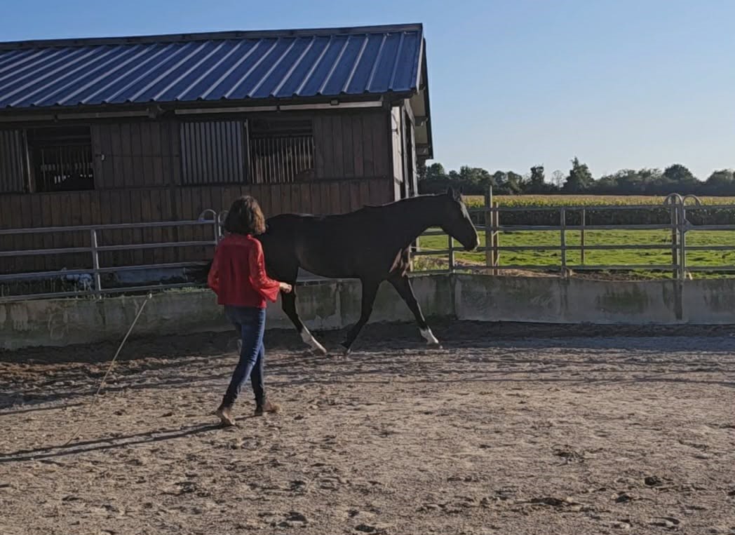 Photo cheval en liberté